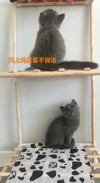 一对猫咪的歌唱！