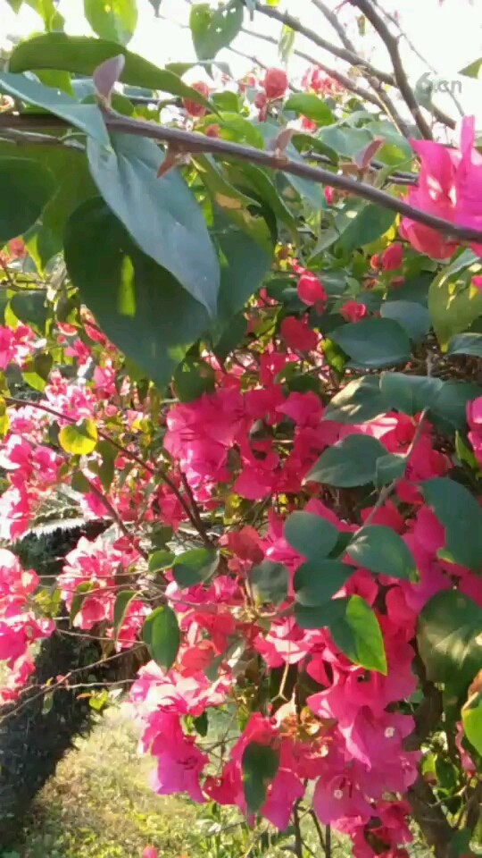这花真美