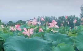 ♬默默✨小蛮宝☞🌜主播照片