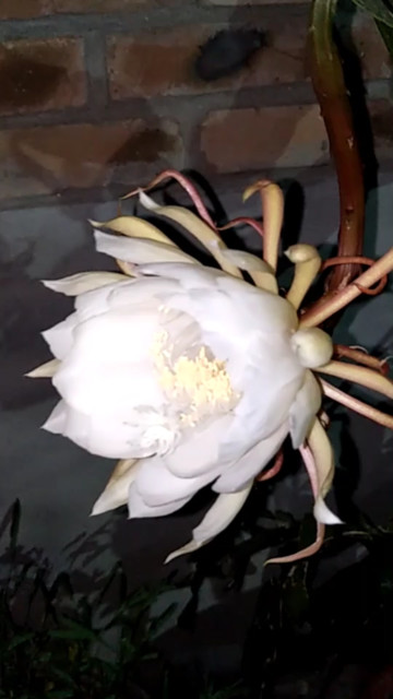昙花