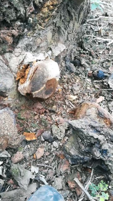 谁知道这是什么？