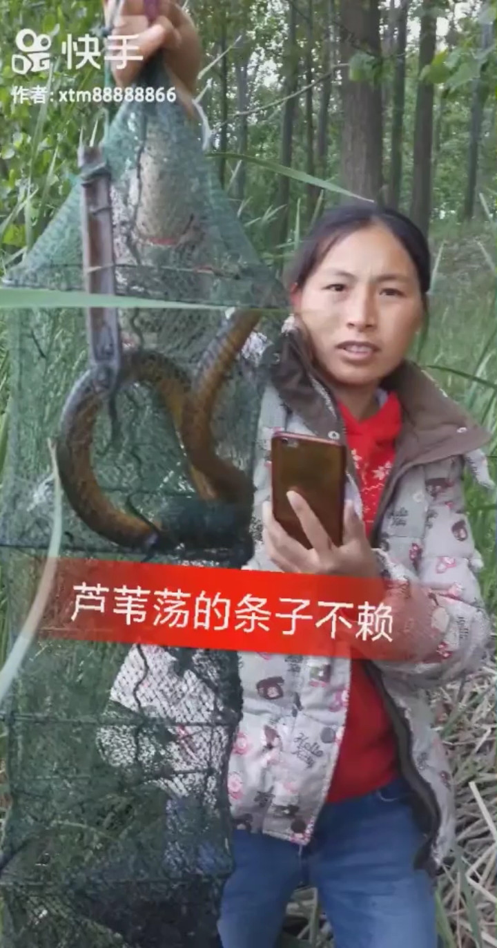 芦苇荡的收获不赖