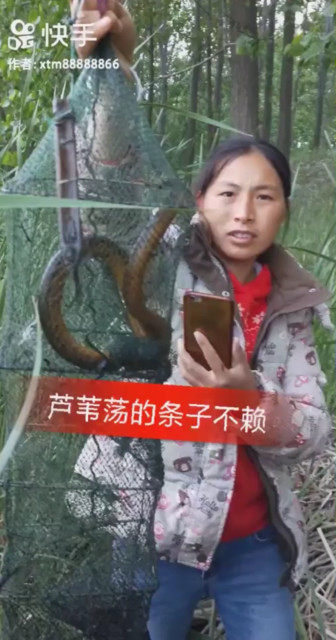 芦苇荡的收获不赖
