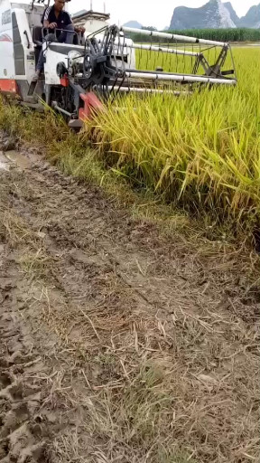 😊回老家收稻谷
