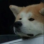 幽梦韵律