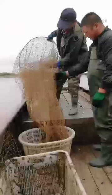 大鲤鱼一条