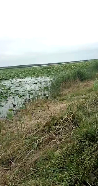 湿地