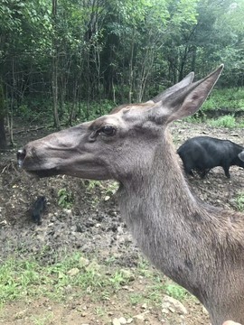 吃货🐽猪猪^O^主播照片