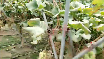 葡萄农场