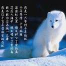 离离原上草38