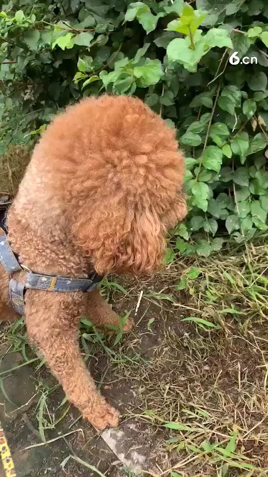 親愛(ài)的你在想我嗎？