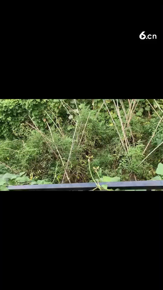 ?；丶铱纯?>
</a>
</p>
</div>
<div   id=