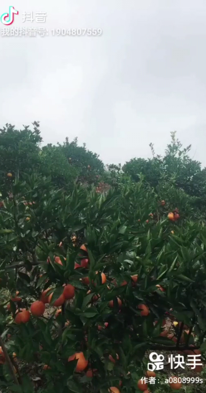 江上清风游