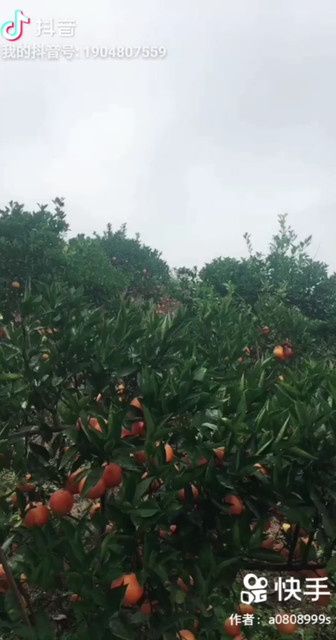 江上清风游