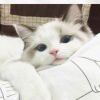 言猫q