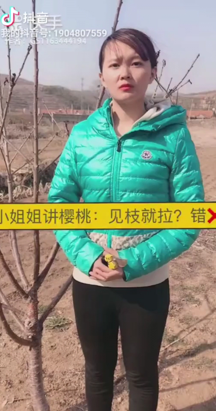 樱桃的拉枝