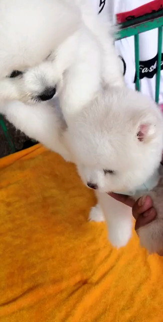 博美卖了