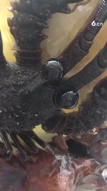 八斤半的龙虾