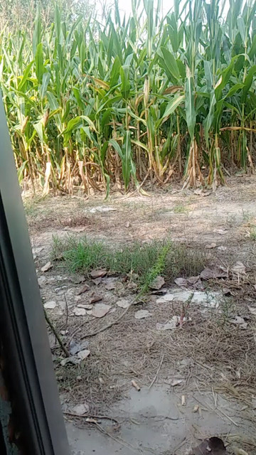 玉米地.