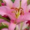 苦菜花yz