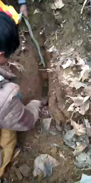 捉竹鼠