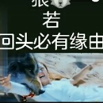 医生帮我吊瓶百威