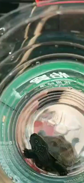 捡的一只中华龟
