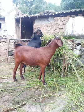 夜晚在等你，主播照片