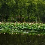 专宠、苏沐雨