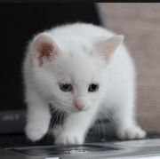小白貓的头像