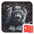 Idris.的头像