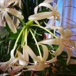 春暖花开71318