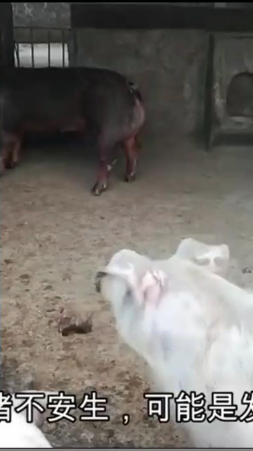 女人👩说：配猪🐷窍门