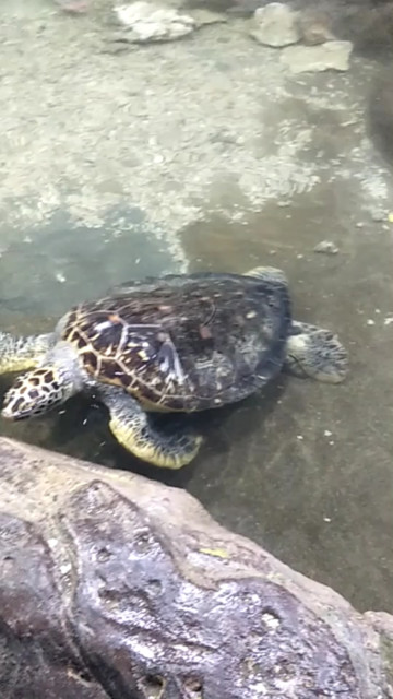 大海龟