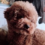 于晚晚