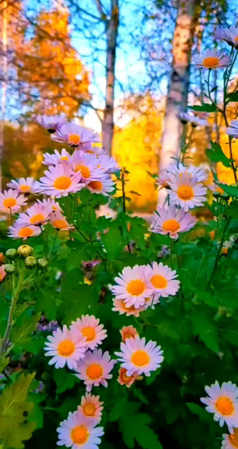 太好看了🌺