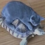 喵🐱星☜驾龟步鼠海报