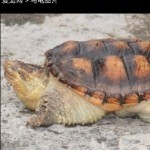 孤单城落叶海报