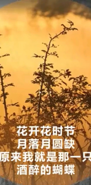 蝶