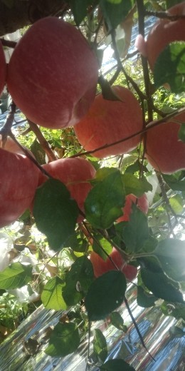 烟台栖霞苹果正上市主播照片