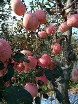 烟台栖霞苹果正上市主播照片