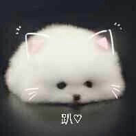 是她的小仙女