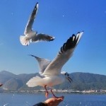 ――――飞翔じ