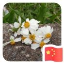 由华9海报