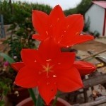 ⭐大鹏⭐