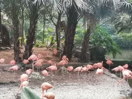 渡劫sz主播照片