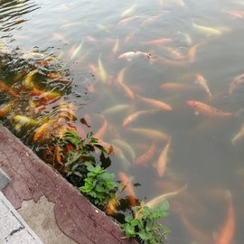(岑百川）主播照片