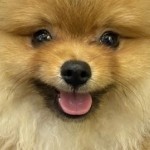 1小霸王1