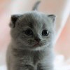 优优baby海报