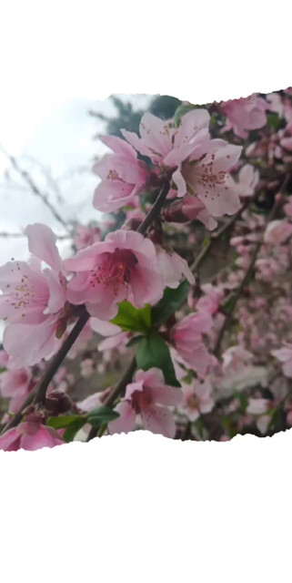 时间过的好快又三月，桃花又开了